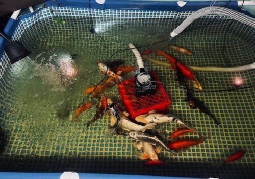 Intex 9.8ft x 6.6ft x 29.5in (300cm x 201cm x 75cm) Rectangular Above Ground Pool with Metal Frame & Flow Control Valve – Easy Setup Family Backyard Pool – 4,500L Capacity – Blue photo review