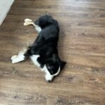 eufy X10 Pro Omni Robot Vacuum and Mop Combo, 8,000Pa Suction, Self-Emptying, Auto Mop Washing & Drying, Dual Auto-Lift Mops, AI Obstacle Avoidance, Black photo review